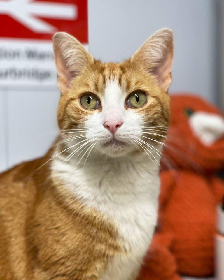 George The Stourbridge Junction Station Cat tweet media