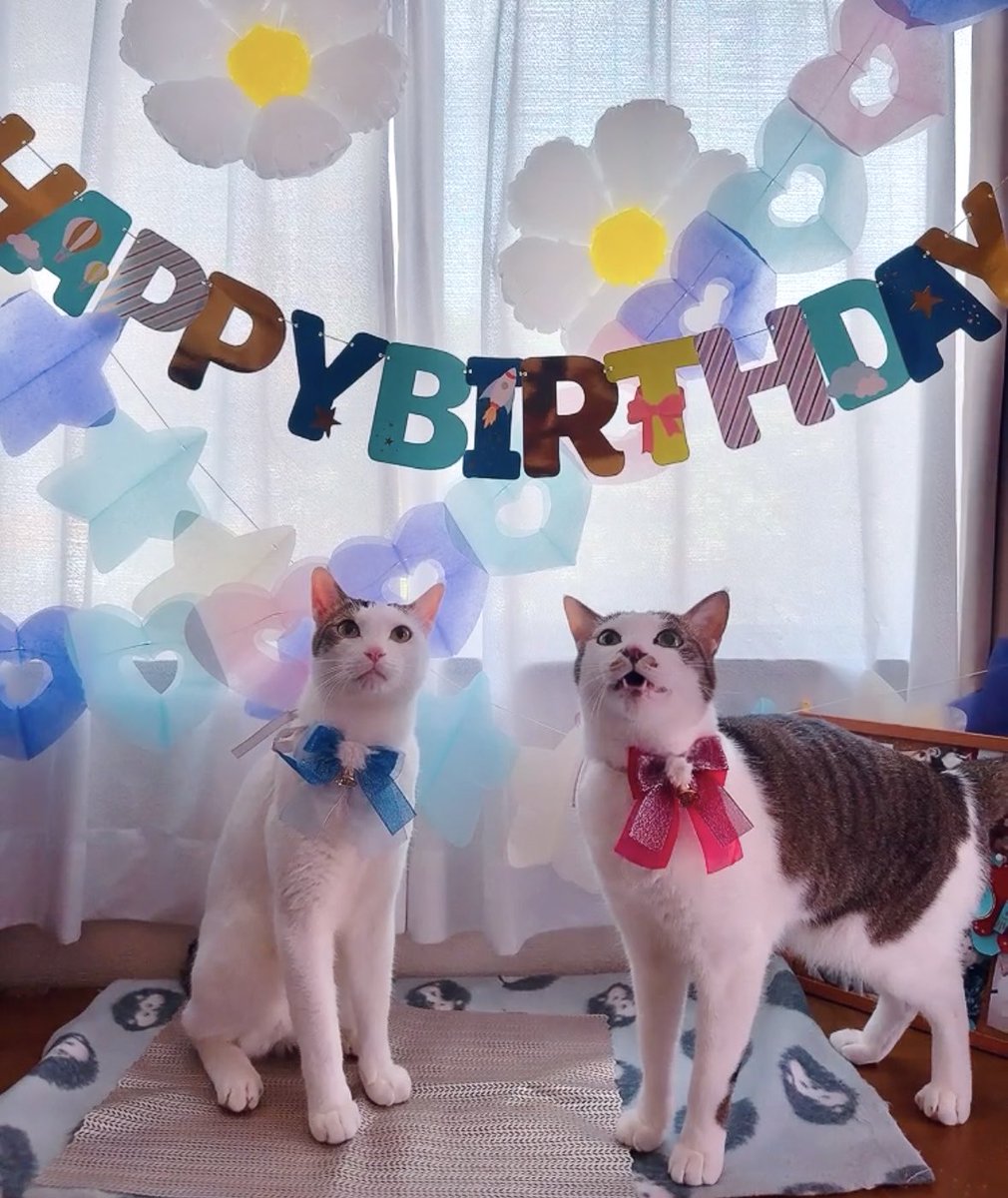 @Y@㌧🐈🐈 tweet media