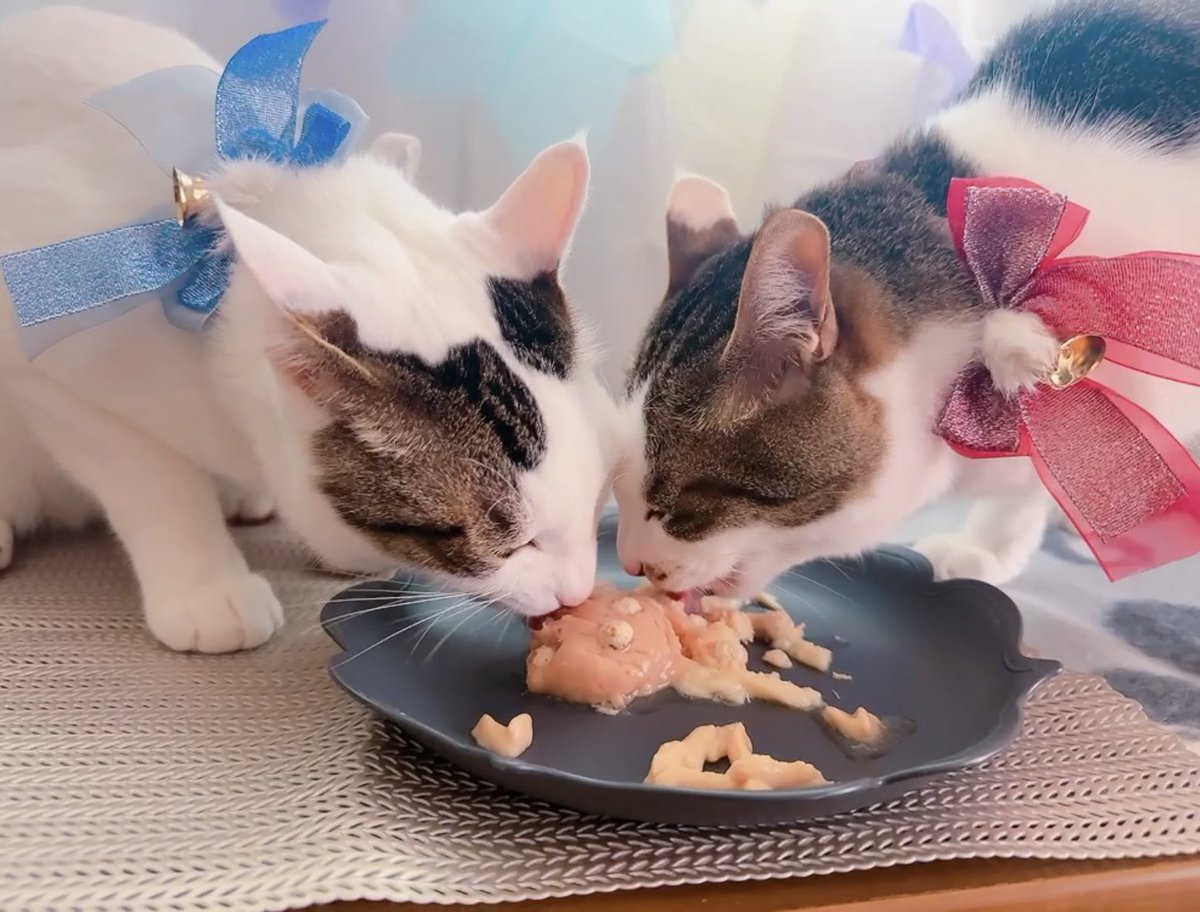 @Y@㌧🐈🐈 tweet media