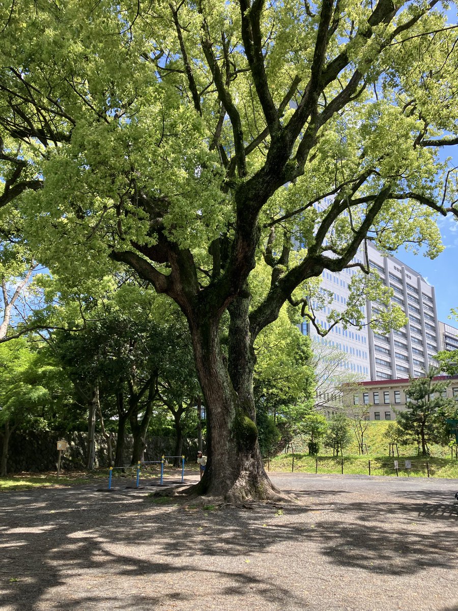 sff2025's tweet photo. 晴れました！！嬉しいです(^ ^)
しずおかフリンジフェスティバルVol.2
本日は１４:３０から駿府城公園内児童公園で開催します！！
今日も魅力的な出演者の皆さまがパフォーマンスをします。
是非是非ご来場下さい。
ストレンジシード静岡も盛り上がってます。 https://t.co/spiLIw40Qj