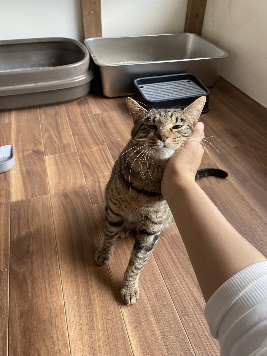 保護猫譲渡るーむ tweet media