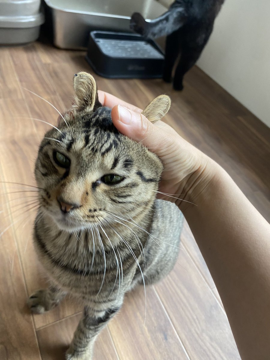 保護猫譲渡るーむ tweet media