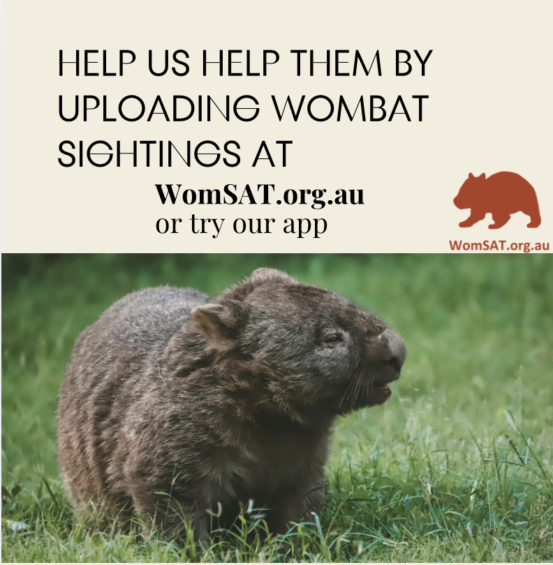 WomSAT's tweet photo. Every #sighting and every treated case matters. #WomSAT makes it easier to help—so together, we can #protect the animals that quietly #support entire #ecosystems 💛 https://t.co/pCHwDz3fhz
