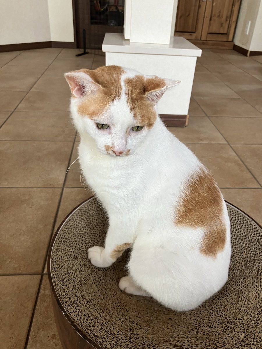 保護猫カフェ 猫の館ME◎人スタッフ tweet media