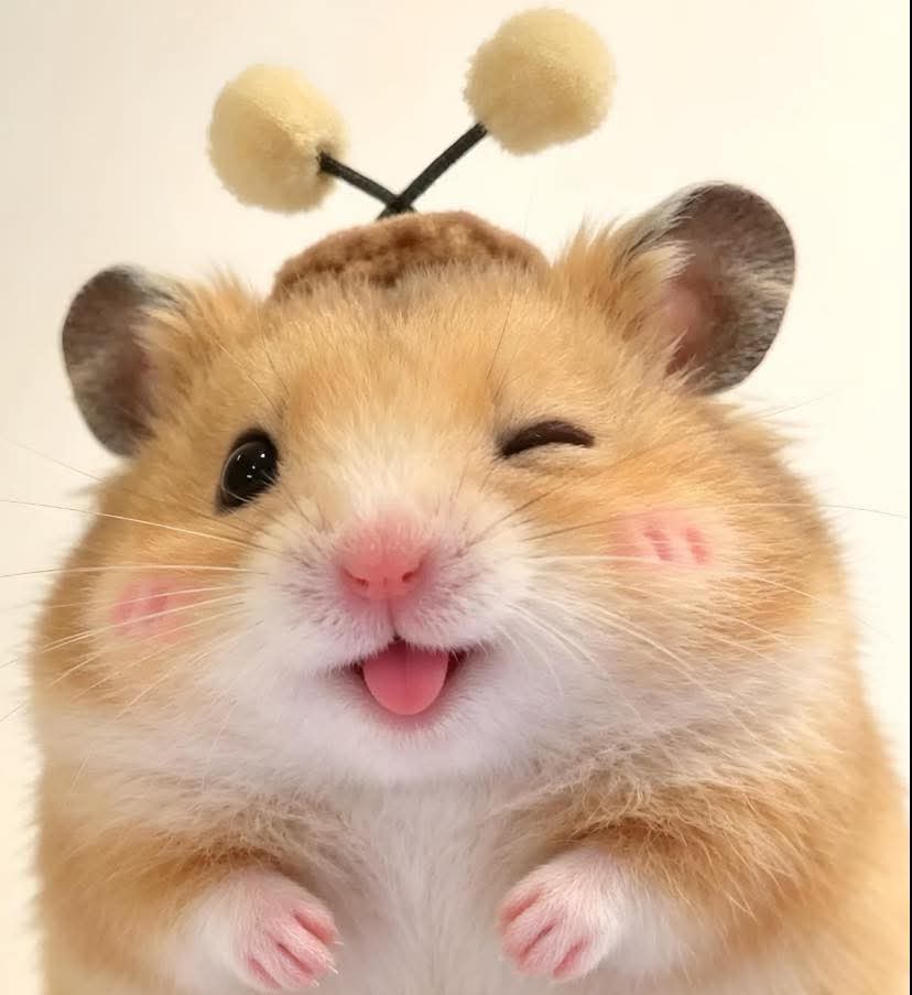 Tweets Of Hamster tweet media