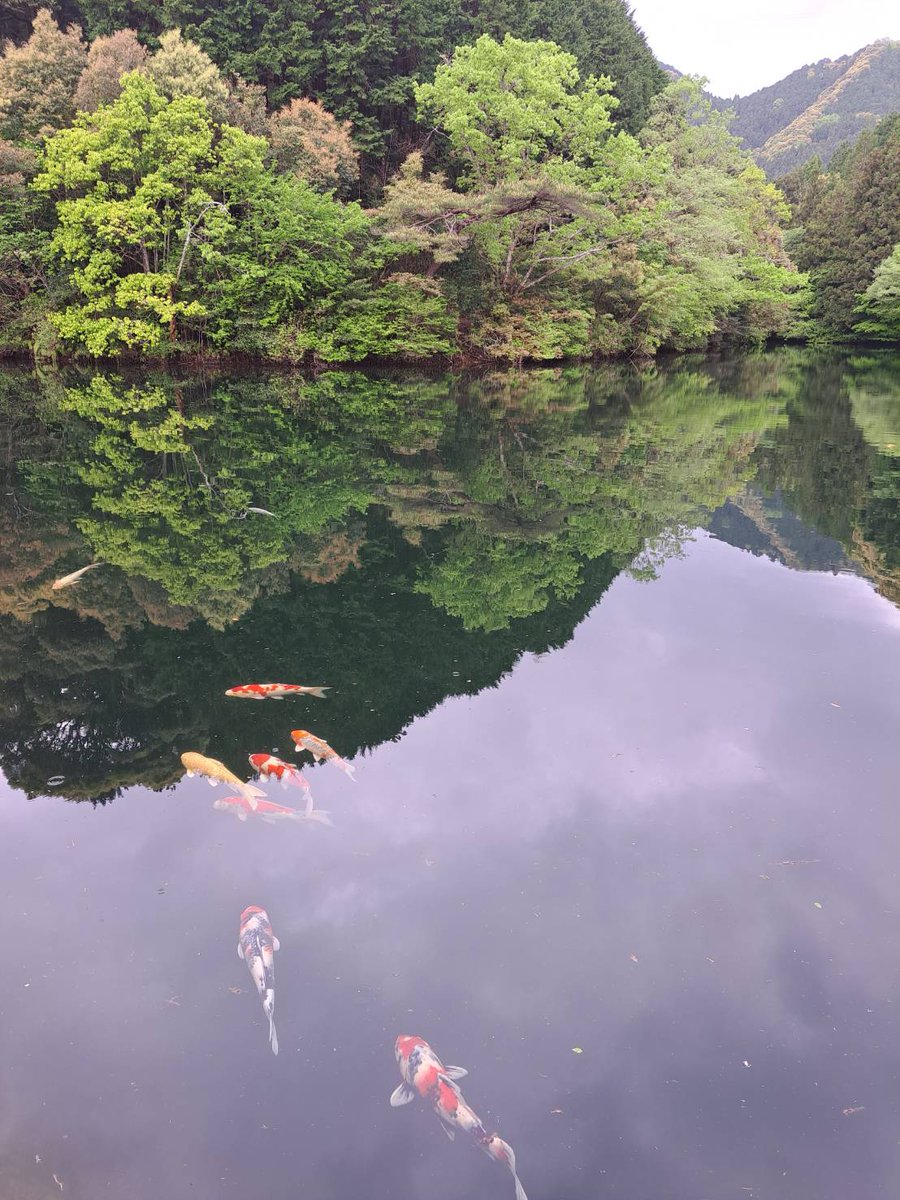 odai_mie's tweet photo. 三重県・大台町下真手
「新緑の丸山公園・真手公園」

ぜひ新緑の大台町へ✨🍃
#大台町 #三重県 #観光 #三重観光 #三重旅行 #ユネスコエコパーク #odai #kankomie #visitmie #visitjapan #新緑 https://t.co/VpCa6Ur4ir