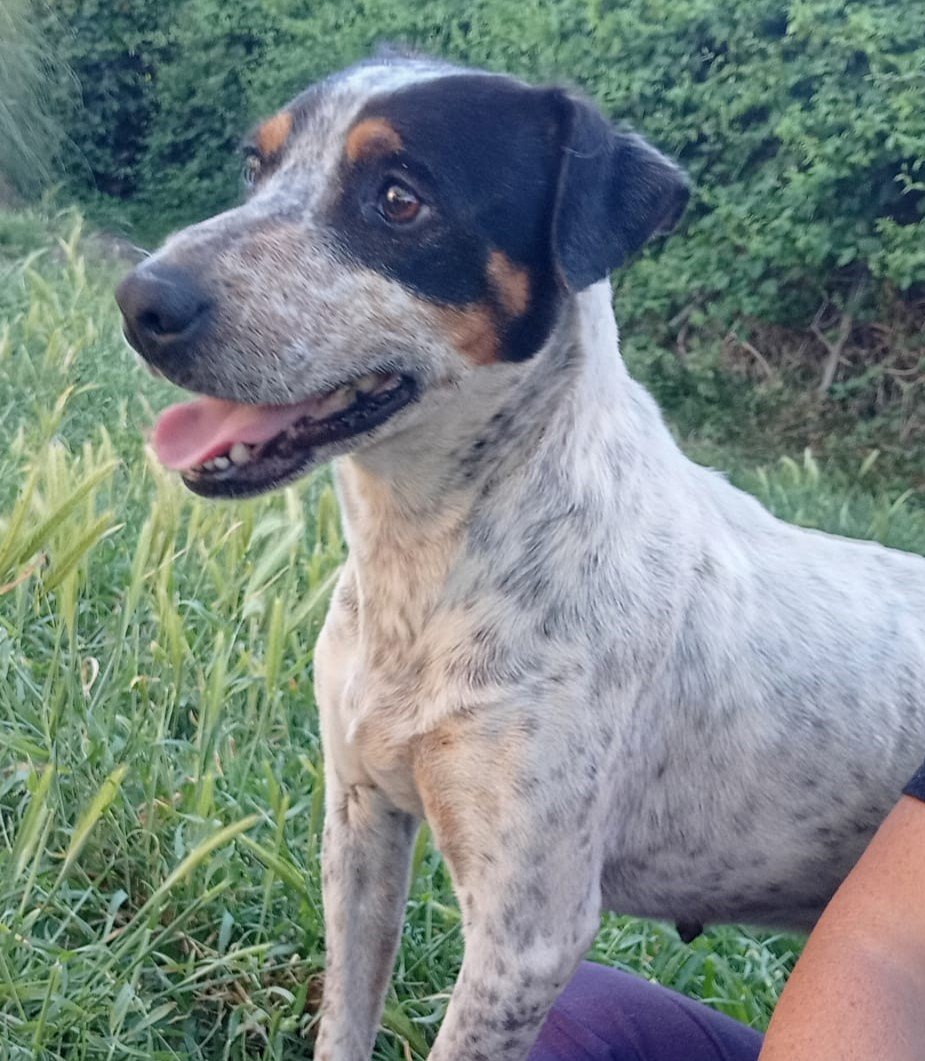 NuevaVidaAdop's tweet image. #madrid
NACHITA preciosa cruce #bodeguero
Un "juguete roto" en busca de #adopcionresponsable  Tiene 6 años y pesa 10 kg
Es buenisima y cariñosa,una perrita 10!
Se entrega chipada,vacunada,desparasitada y CON 
compromiso de castracion
CONTACTO📩facenuevavida@gmail.com   #adopta