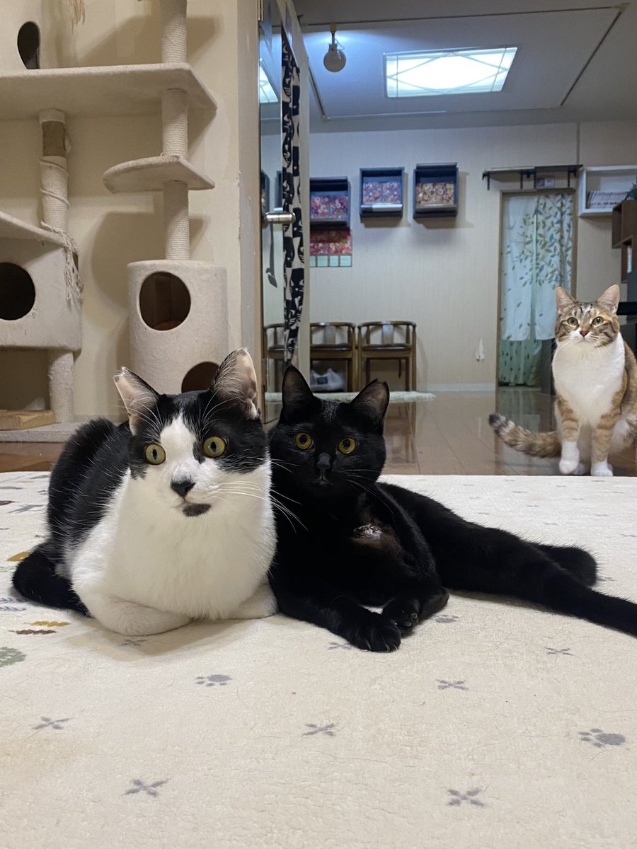 猫カフェみーちゃみーちょ tweet media