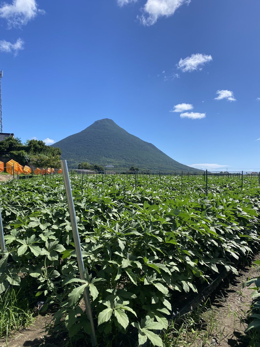 曽木農園 SOGIFARM tweet media