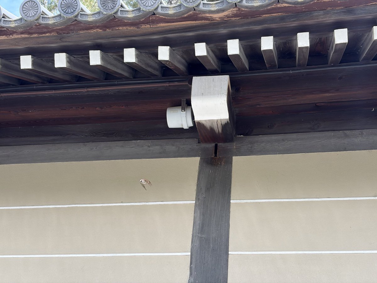 京都御所の梁の隙間で、スズメの夫婦が子育て中🐣