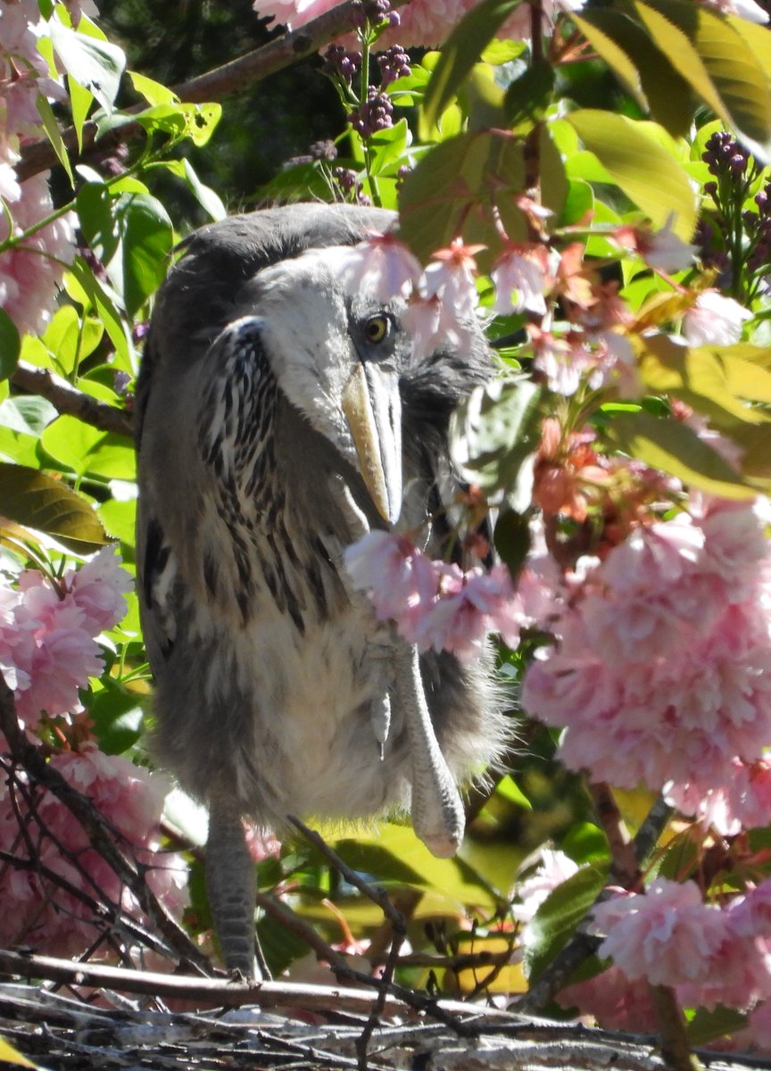 dBwarro's tweet photo. Grey heron chick having a scratch #MonoFootMonday https://t.co/dmZJCG5kGI