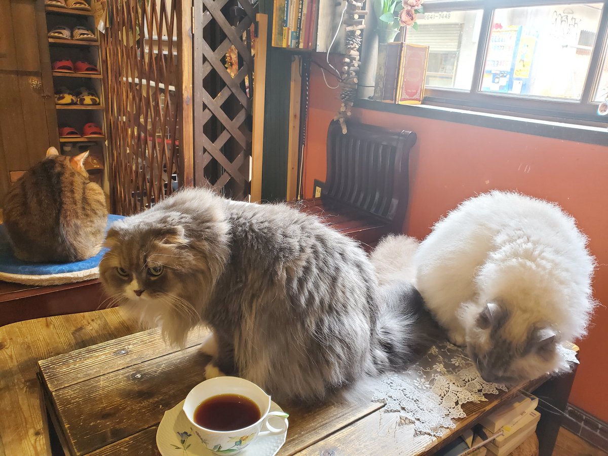 猫カフェ猫音 tweet media