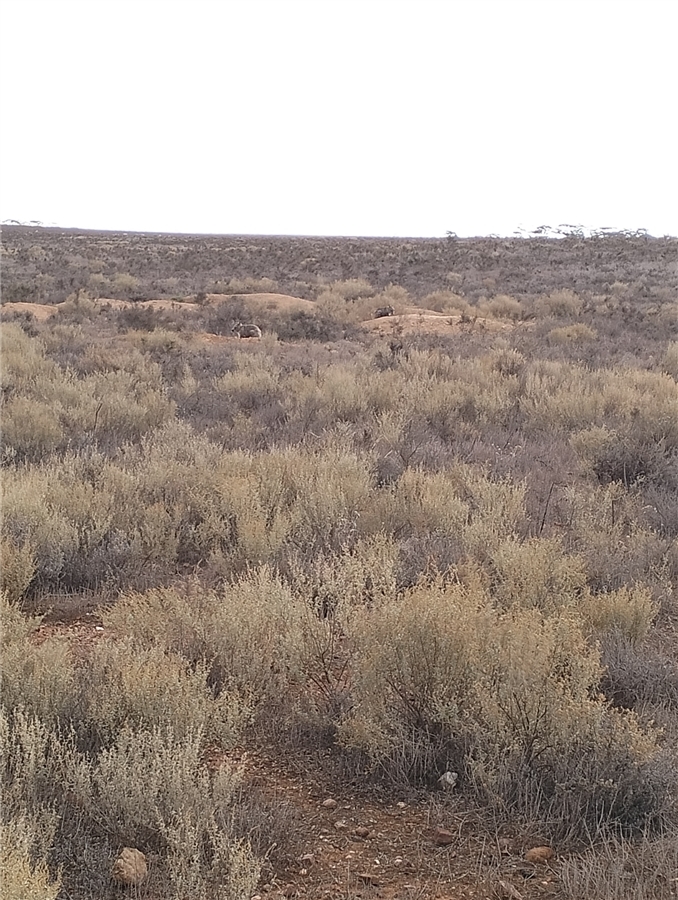 WomSAT's tweet photo. Double vision! Can you spot two #wombats?
Another pic from WomSAT from an anonymous user
Every #sighting makes a #difference 💛

Log your sightings at https://t.co/VOBUmA4kpi or use our app!

 #sarcoptic #sarcopticmange #womSAT https://t.co/5QrMA034GP