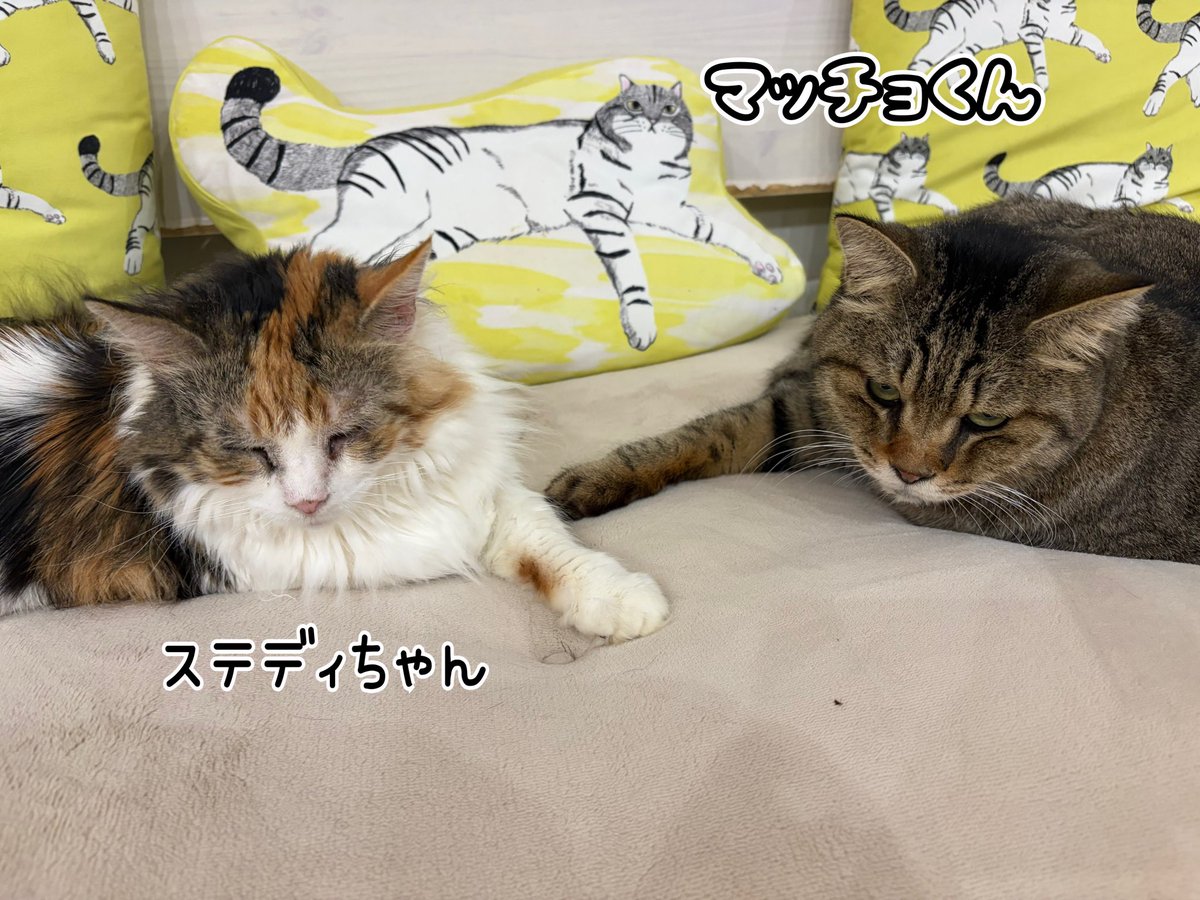 保護猫カフェ鶴橋店【２階】（元・保護猫カフェマンチカン） tweet media
