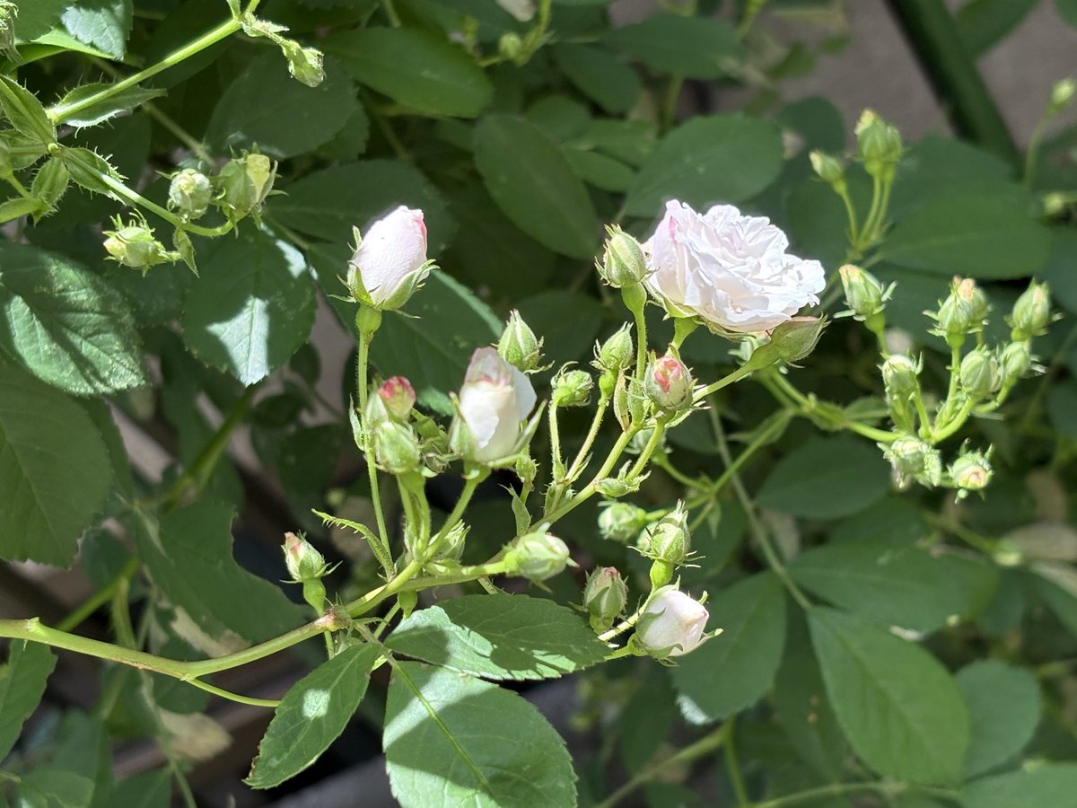 小桜 tweet media