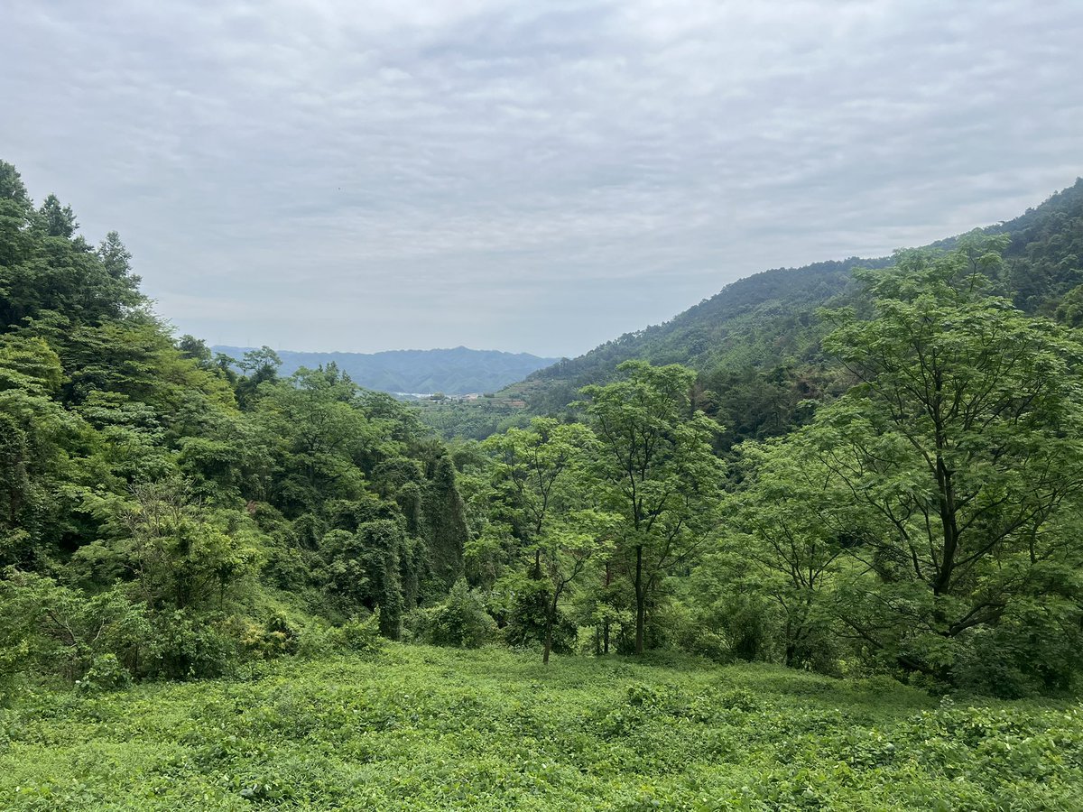 大发同学 tweet media