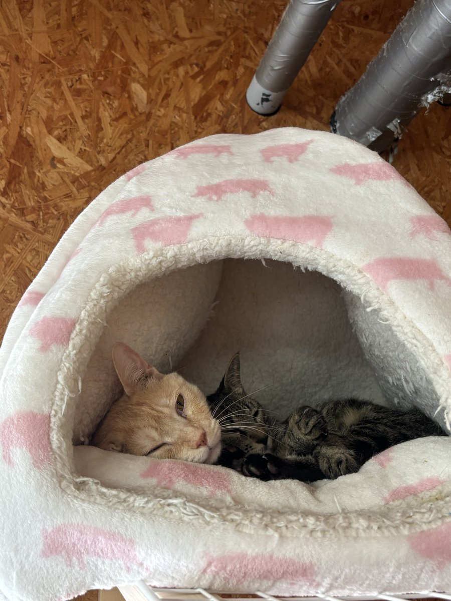 保護猫カフェ『Meooow!』 tweet media