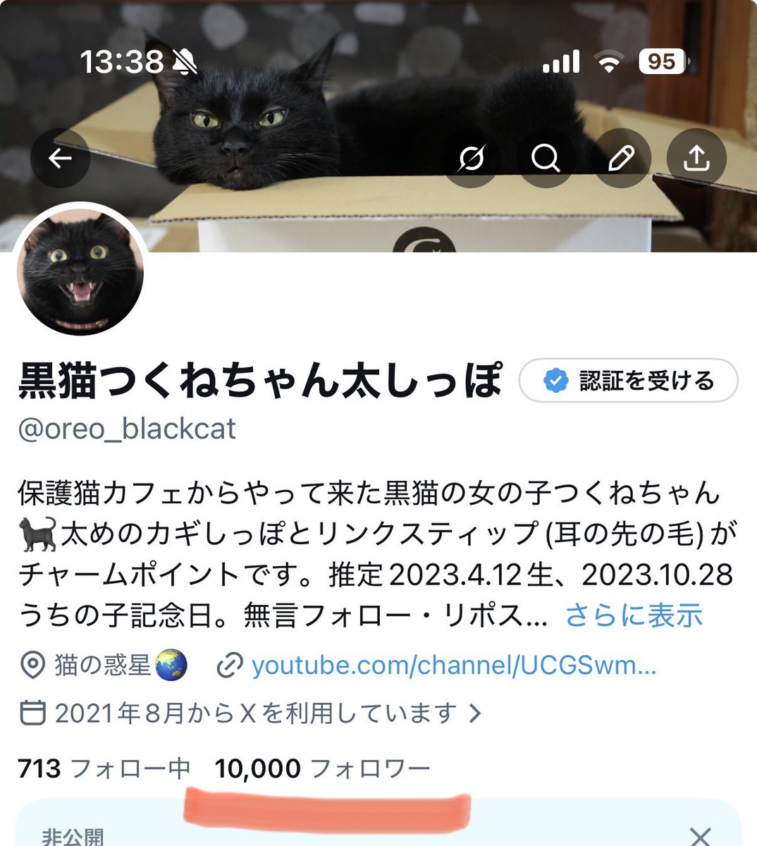 黒猫つくねちゃん太しっぽ (@oreo_blackcat) / Posts / X