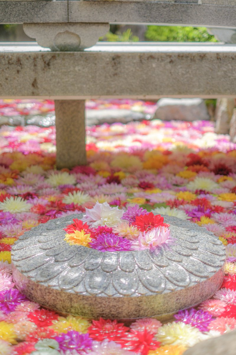 西国第七番　岡寺 tweet media
