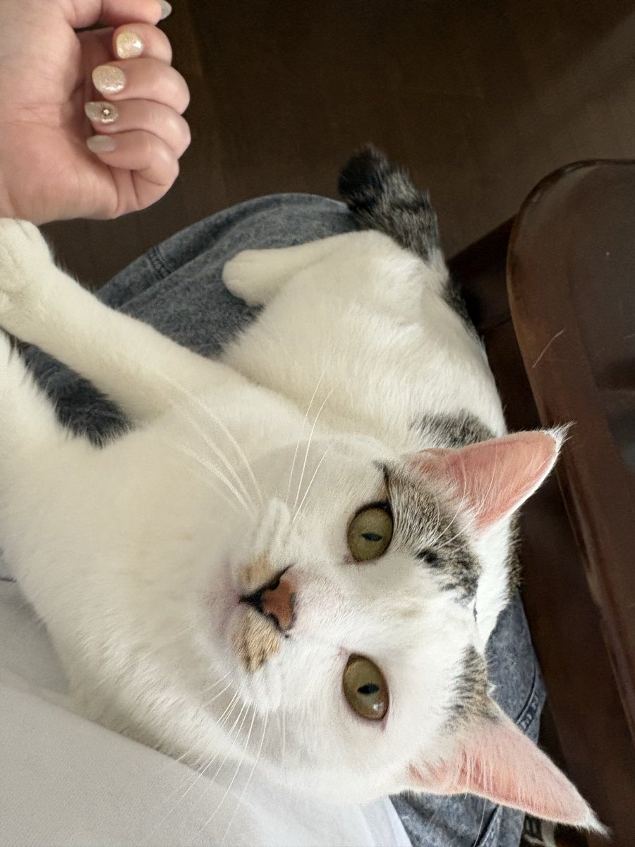 ayu618mi's tweet photo. 実家のにゃんこ🐈
初めて膝にのってきた♡︎
かわいい◡̈♥︎ https://t.co/jOkGRhwKNS
