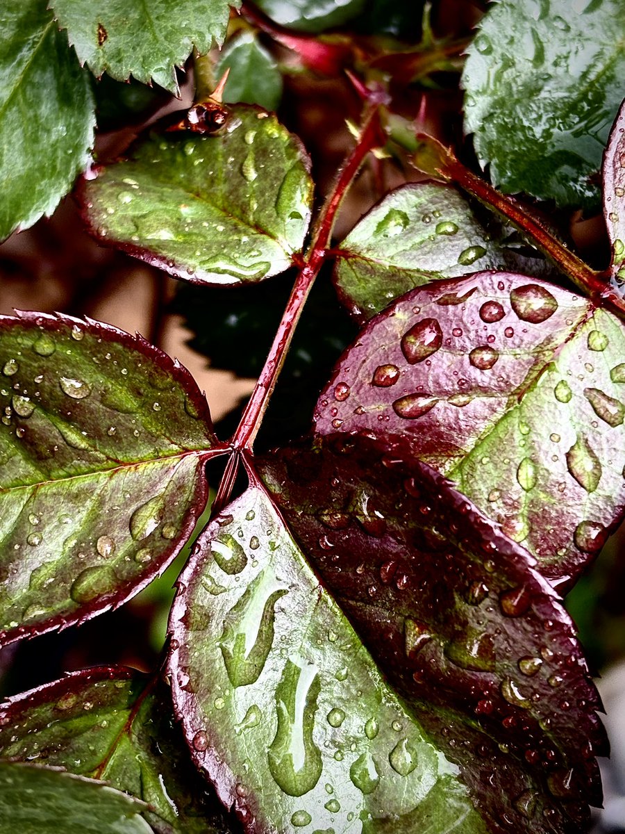 DorisMidge0's tweet image. Dear Algorithm,

Please show these pictures to others who enjoy photography 📸🩷🤗
4 photos 
1 subject 
Droplets 💦 🩵