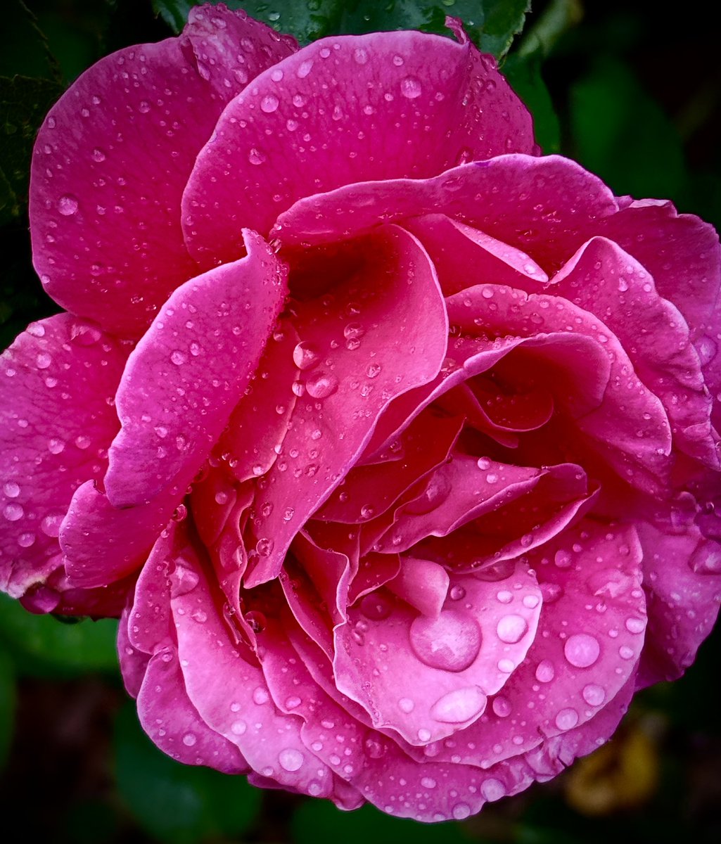 DorisMidge0's tweet image. Dear Algorithm,

Please show these pictures to others who enjoy photography 📸🩷🤗
4 photos 
1 subject 
Droplets 💦 🩵