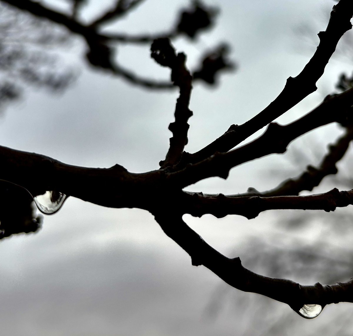 DorisMidge0's tweet image. Dear Algorithm,

Please show these pictures to others who enjoy photography 📸🩷🤗
4 photos 
1 subject 
Droplets 💦 🩵