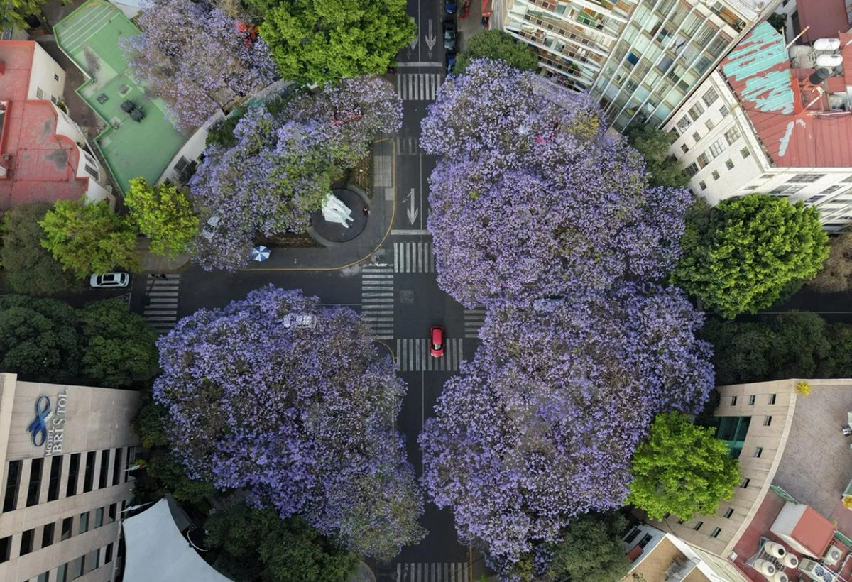 CRCiencia's tweet photo. Jacarandas en flor en la rotonda del Parque Necaxa, Ciudad de México, México (Luis Cortés, 2026) https://t.co/E1cHBmNj2q