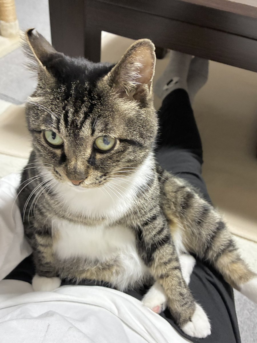 gin2hiro's tweet photo. らるコレクション🐱

①上目遣いな らる。
②なんだか偉そうな らる。
③ちょっ待てよっ‼︎ な らる。
④2歩で力尽きる らる。 https://t.co/4O1Hv1RFrS