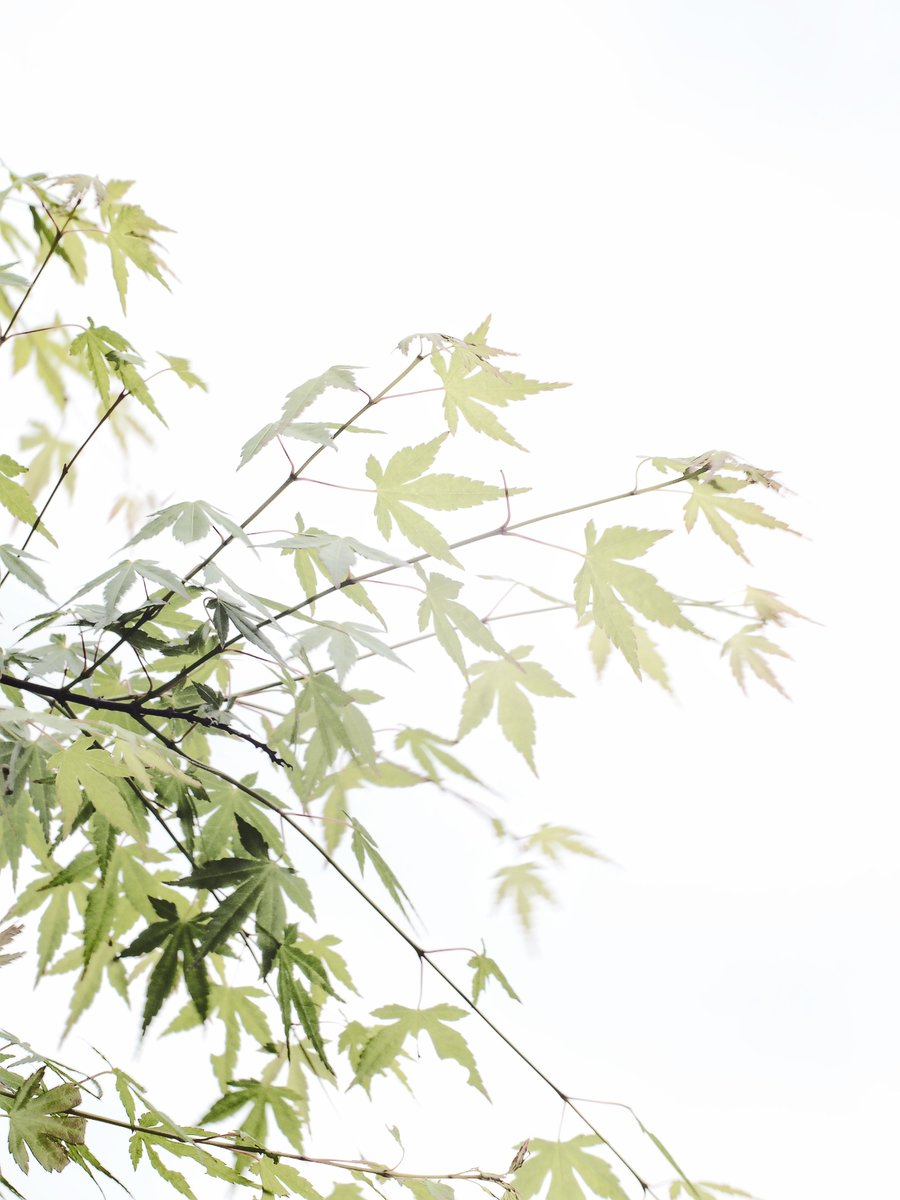 Garden scenery (Japanese maple) #helios442