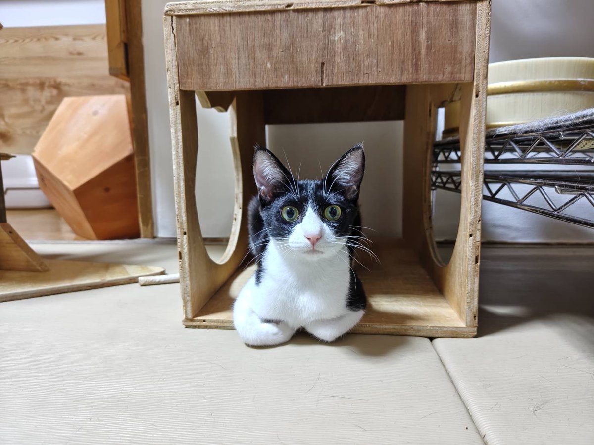 クゥハウス朋猫 tweet media