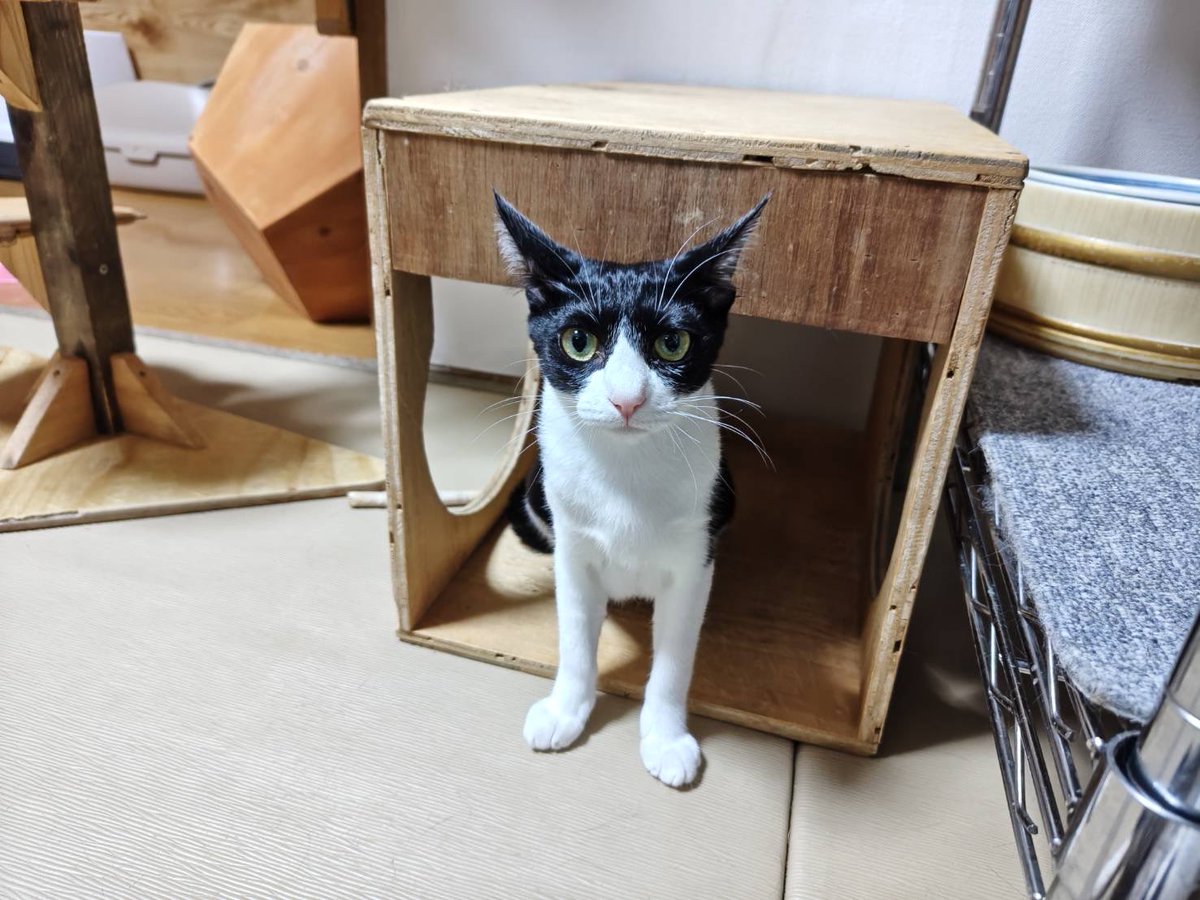 クゥハウス朋猫 tweet media