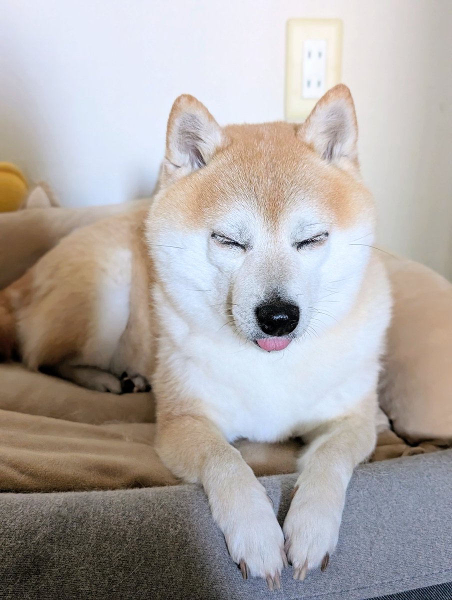 KURUMILK.SHIBAINU tweet media