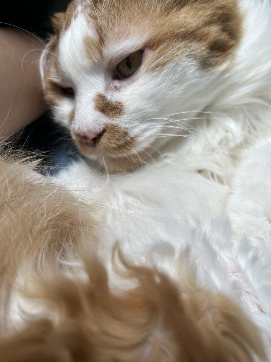 yuckinchan's tweet photo. 仕事終わり直行で🐱ネコ充電
ありがとう💕ちゃーこ https://t.co/NYvhvN3DPL