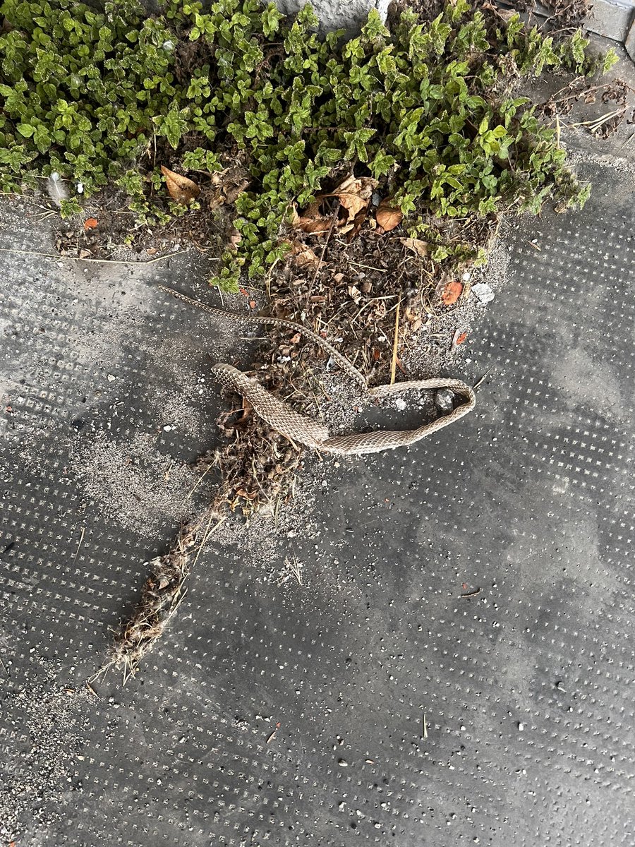 eleonetworker's tweet image. Qualcuno ha fatto il cambio pelle (muta) 🥰 #snake #skin #italy