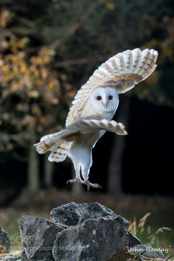 Daily Owls tweet media