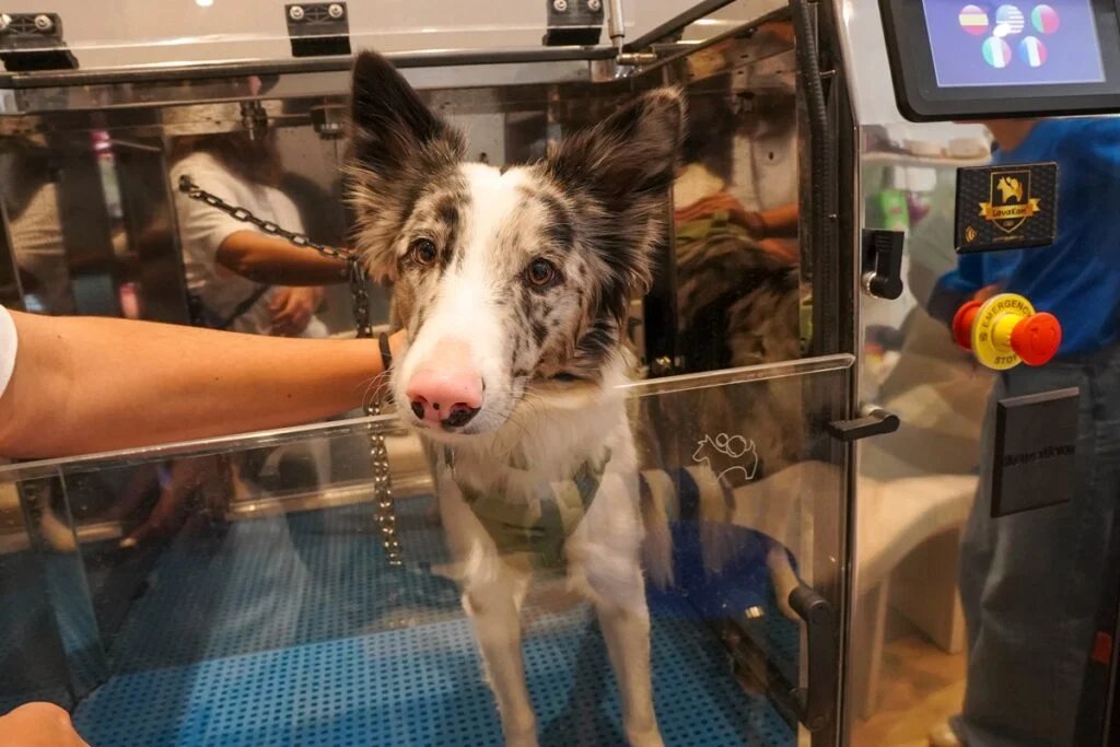 economisiones's tweet image. #Lifestyle De Pet Shop a Pet Spa: la innovación que redefine el cuidado canino economis.com.ar/de-pet-shop-a-…
