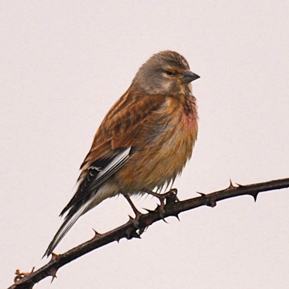 emyr_wyn's tweet image. Happy Bank Holiday Monday to you all from me and this lovely Linnet.

🏴󠁧󠁢󠁷󠁬󠁳󠁿Dydd Llun Gwyl y Banc hapus i chi i gyd oddi wrtha'i a'r Llinos ddel 'ma.

#birds #birdphotography #nature #NaturePhotography @RSPB @mybirdcards @BirdSpotUK @wildlife_birds @WiciCymru @FfotoC @Britnatureguide