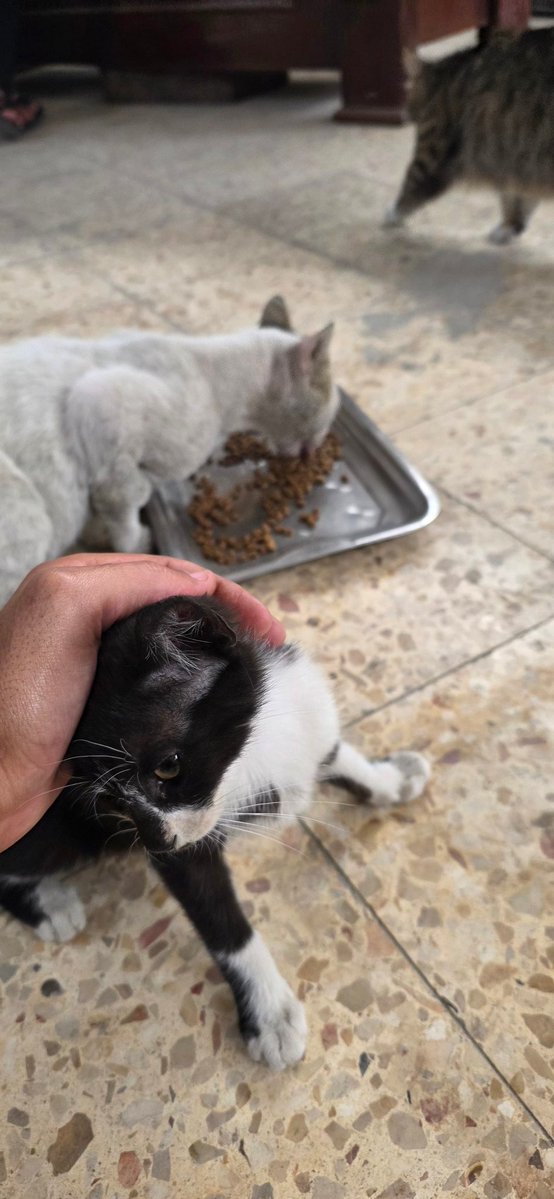 🐾help Animal Gaza🐾 tweet media