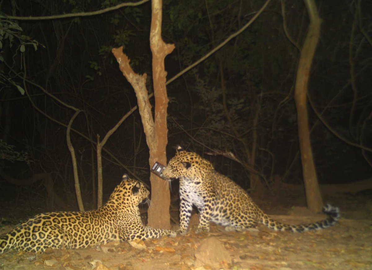 PCCFWL_Odisha's tweet photo. A prowl of leopards, captured in a rare playful moment deep within the forests of Satkosia.
Recorded through trap cameras placed across the landscape for surveillance, scientific monitoring, and swift action against wildlife crime.
#satkosia #leopards #leopardday #internationalleopardday #wildlifeodisha #cameratrap #intothewild #wildmoments #conservation #protectwildlife #odisha