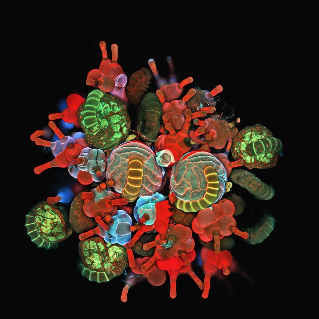 twistopherrobin's tweet image. #Photography #Color #Macro #IgorSiwanowicz