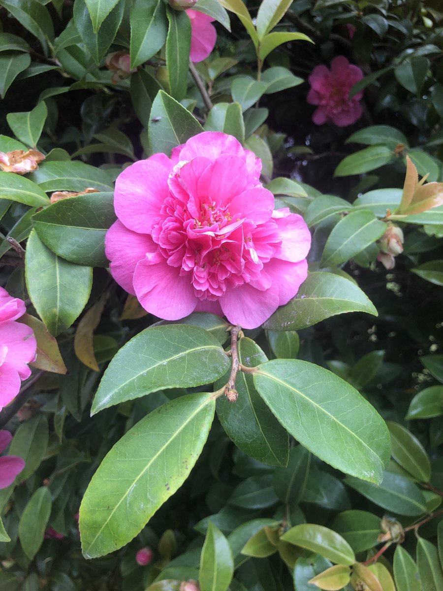 TubbyBats's tweet image. The #photos from todays #walk.