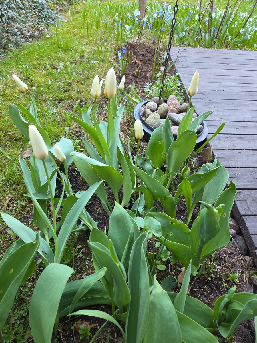 Liisa Eronen tweet media