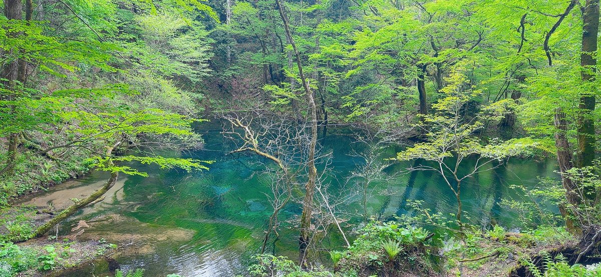 yt19720902's tweet photo. 沸壺の池と叙々苑

角度が変わると池の色が違って見えて、とても綺麗な池でした✨
お昼は��池ソフトクリーム🍦私はミックスを食べました✨
夜は皆んなで叙々苑ご飯とても楽しい旅でした✨ https://t.co/EgKzReZeeU
