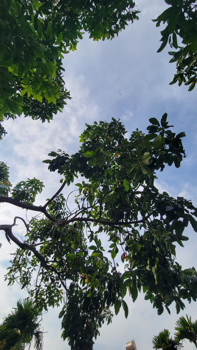 Blue_Unicon86's tweet photo. Thích ăn bơ , nên muốn trong vườn có 1 2 cây bơ ...mà trồng thì mất 2 3 năm mới có quả đợi hỏng nổi
Thế là : tìm nhà nào có sẵn 2 cây bơ 😶 https://t.co/ktyl4FPPGa