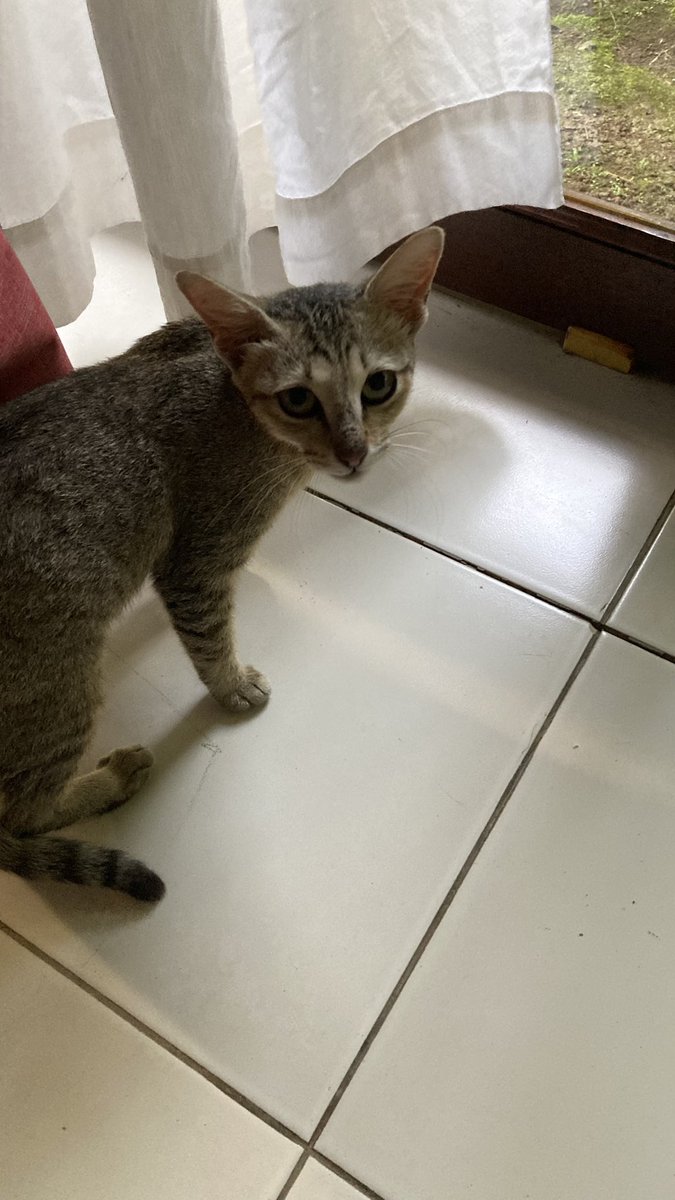 猫来た❤️
この子はドラちゃん、もう1匹はエモンちゃんで、二人合わせてドラえもん、なんだけど、エモンちゃんはビビリーのためゲットできなかったそうです😢。残念。他にあと2匹いるそうだから、うちの子にするのはドラちゃんだけにします。