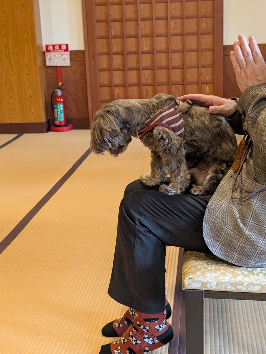 くじら🐳くじらちゃんチャンネル tweet media