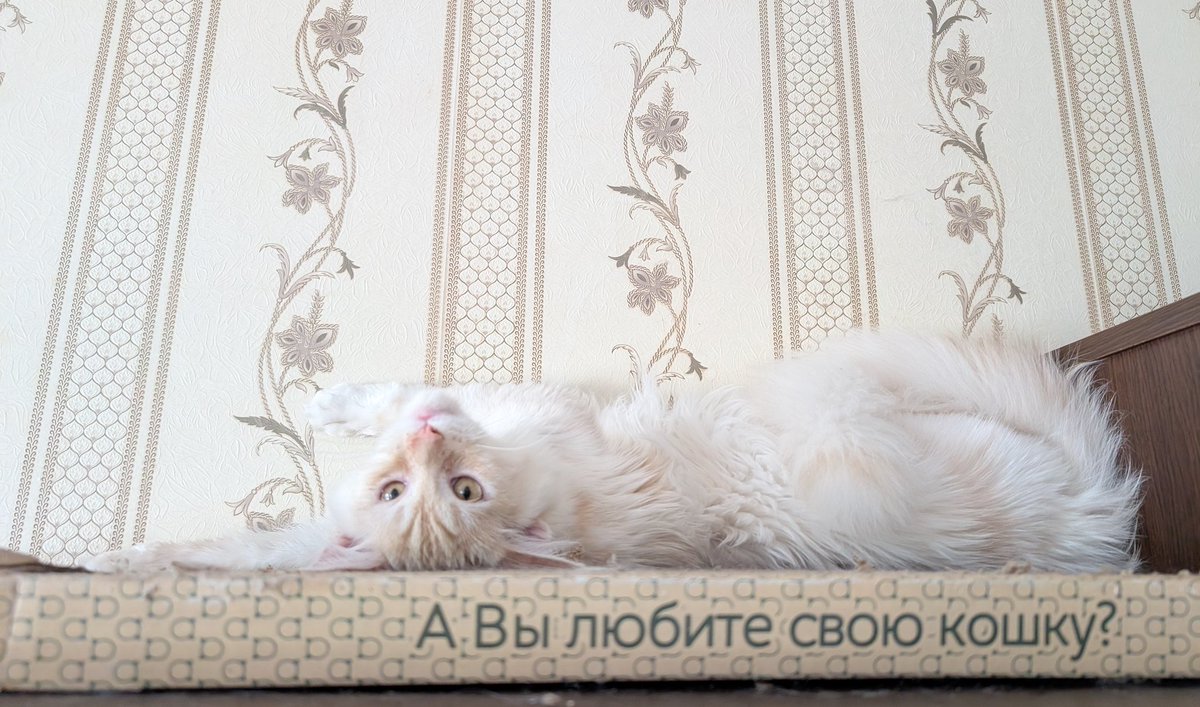 Делай вот так каждый день и спина не будет болеть (наверное)