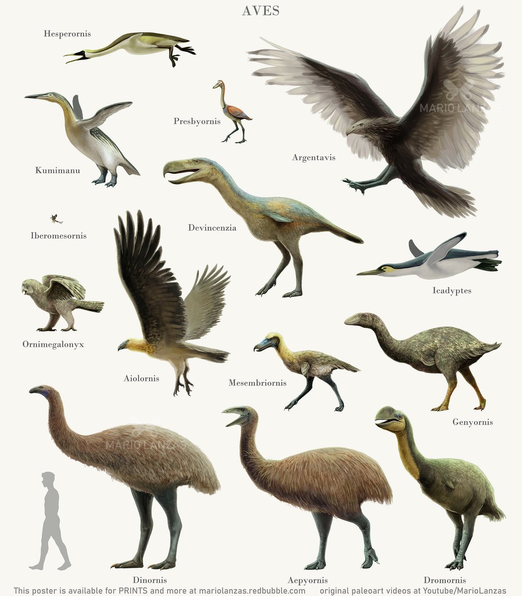 mariolanzas5's tweet photo. Some extinct AVES 🦩 from various paleo videos I've made so far at Youtube/MarioLanzas 🦩 #aves #birds #paleoart #terrorbird #dinornis #dinosaurs #sizecomparison #argentavis #moa #naturalhistory https://t.co/Jv6vIYKnm1