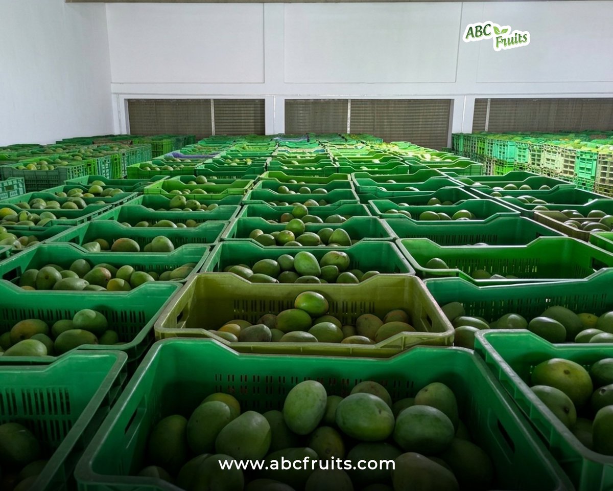 ABC_Fruits's tweet photo. The King Has Arrived – Mango Season is Here! 

At ABC Fruits we process Alphonso mango puree and Alphonso IQF chunks.
For inquires contact: export@abcfruits.com

#ABCFruits #MangoSeason #AlphonsoArrivals #KingOfMangoes #FruitProcessing https://t.co/YegPYVRHwO